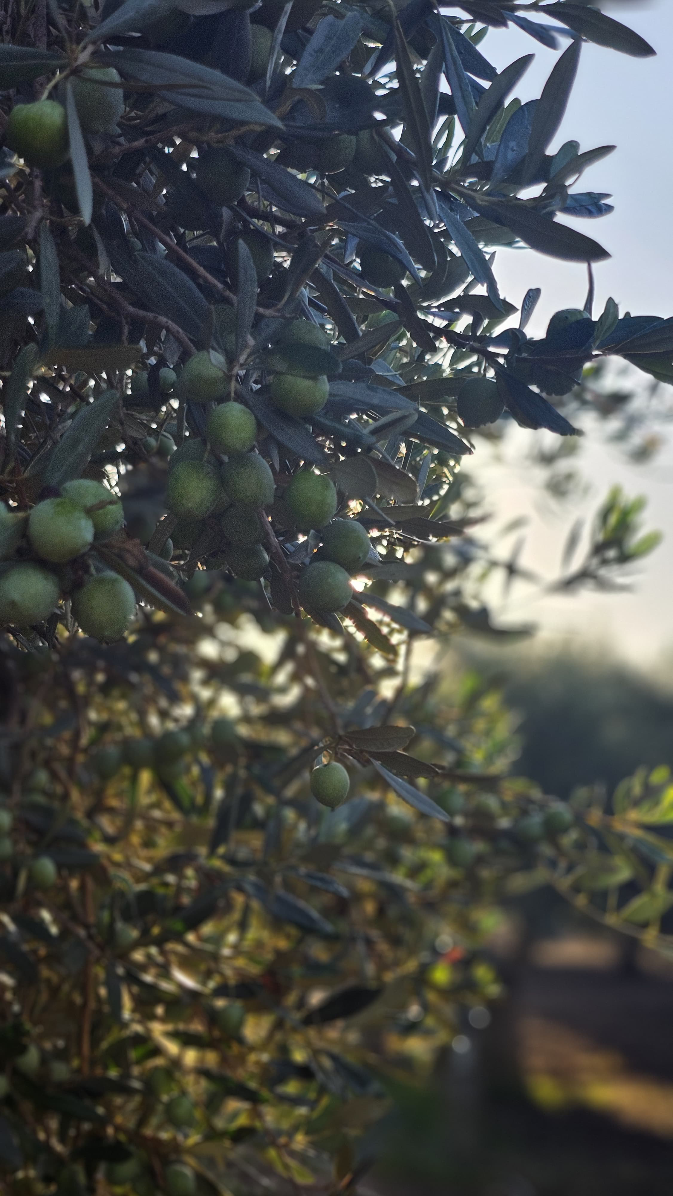 Produzione tradizionale olio Valle del Belice